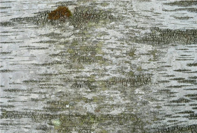 Birch Bark Sheets Real Natural Birch Bark