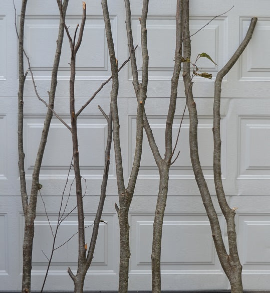 Alder Forked Limbs 5- 3' to 4' tall