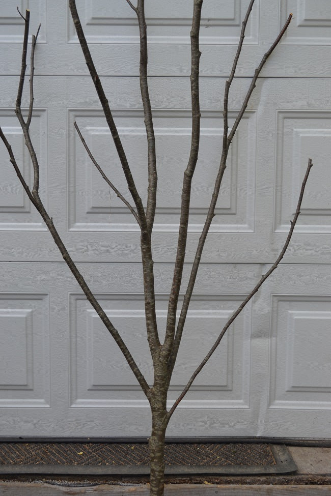 Alder Multi Forked Limbs 5' to 6' Tall