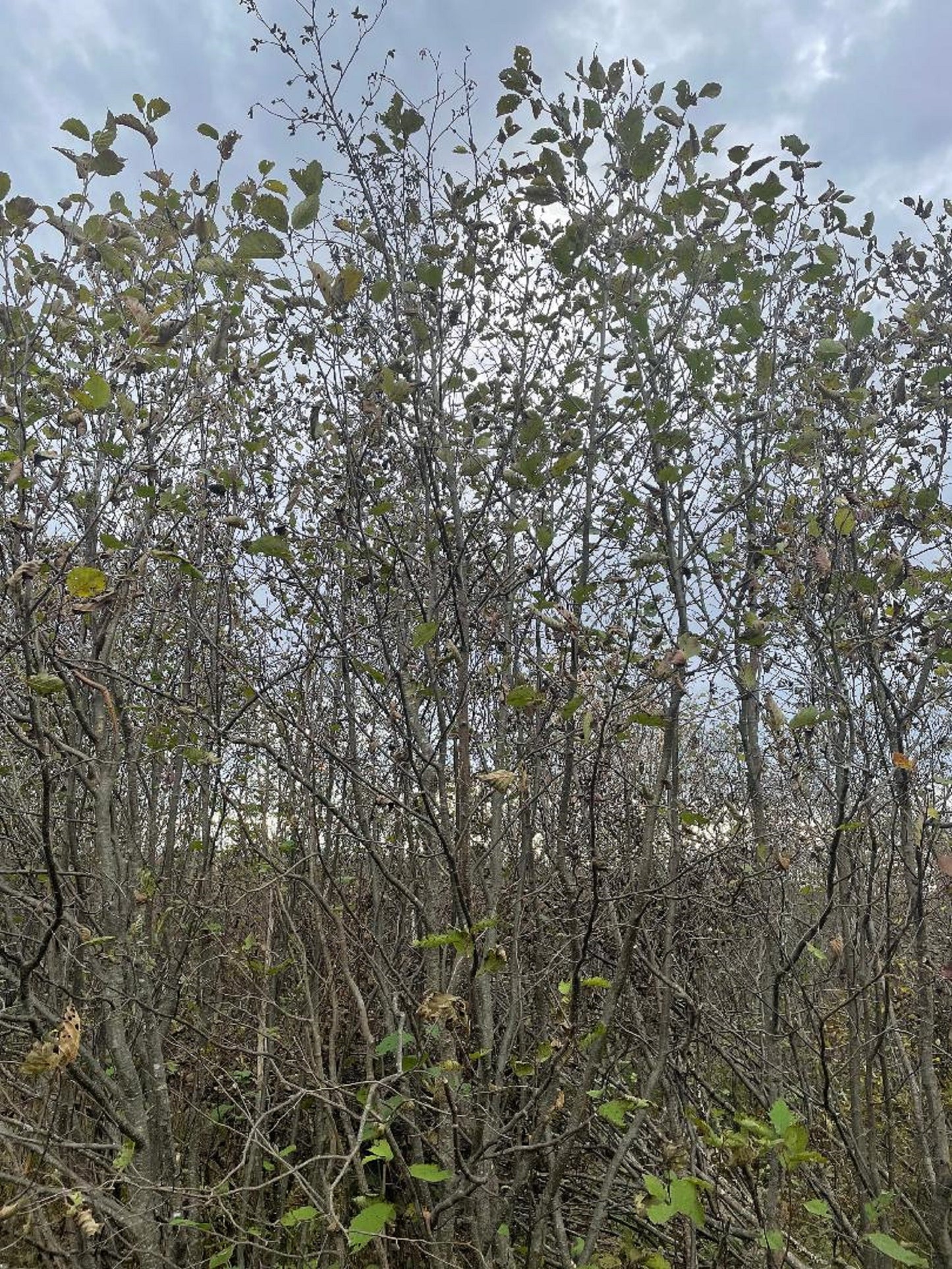 Alder Trees 6 ft to 7 ft Bundle of Two Not to Plant