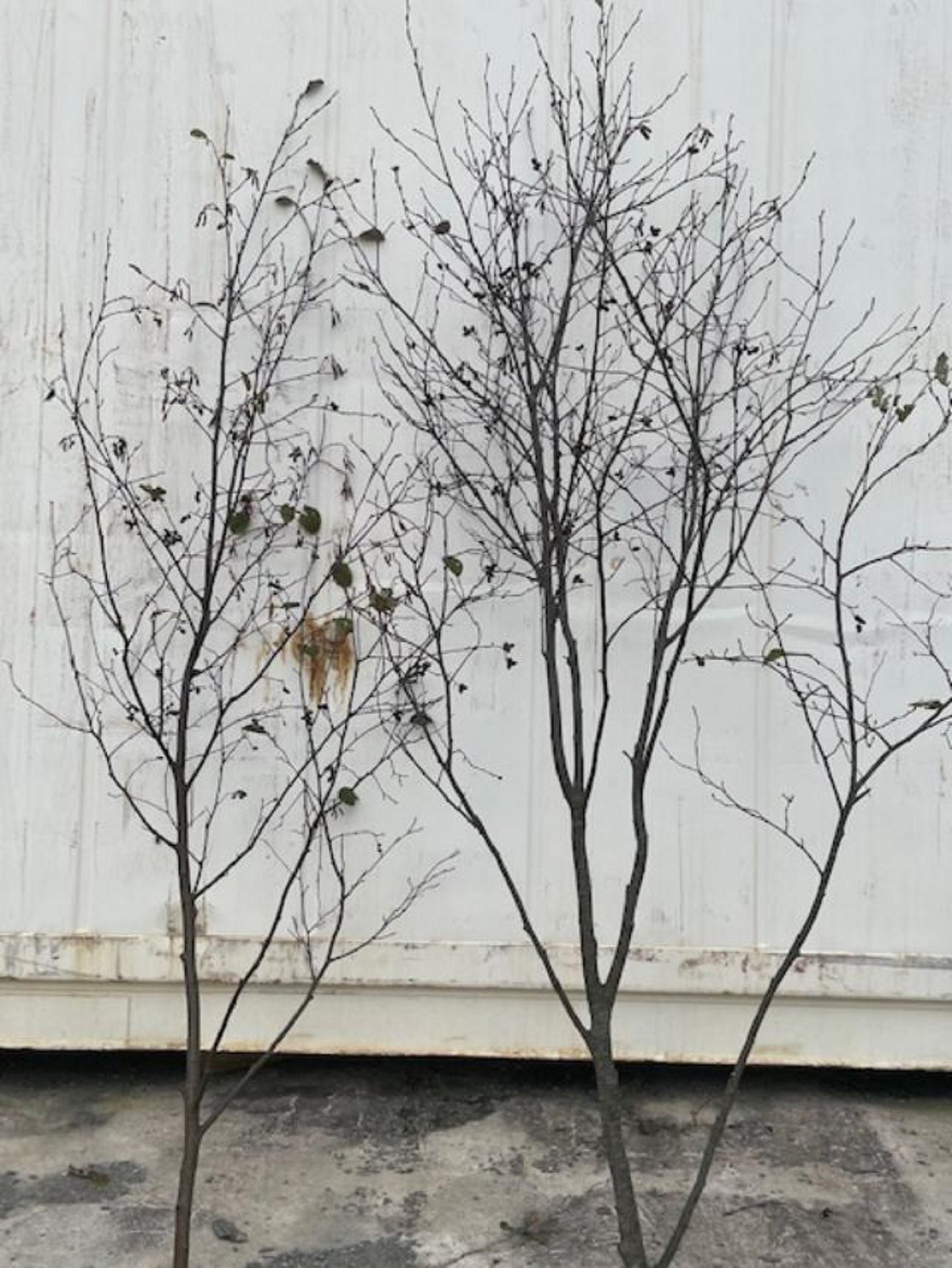 Alder Trees 6 ft to 7 ft Bundle of Two Not to Plant