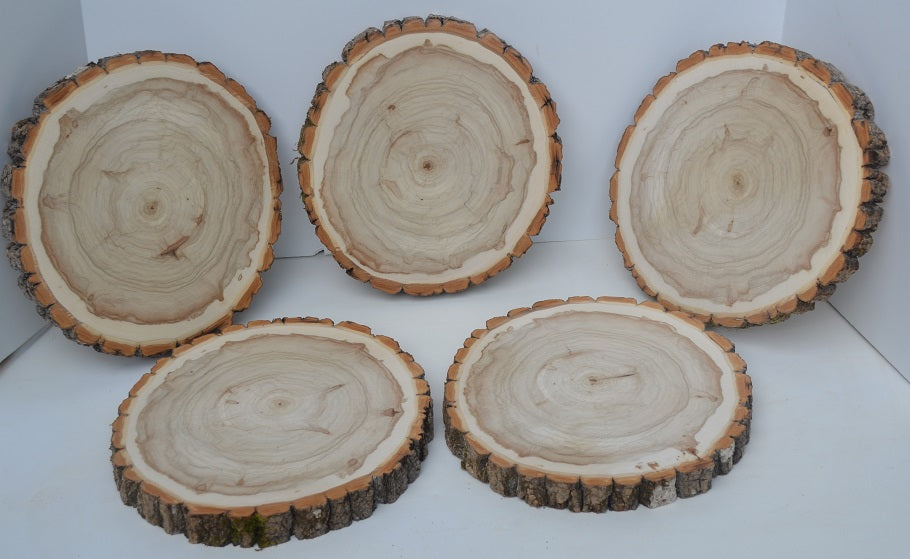 Balm of Gilead Wood Slices 9" to 11" diameter x 1" Package of 5. WholeSale