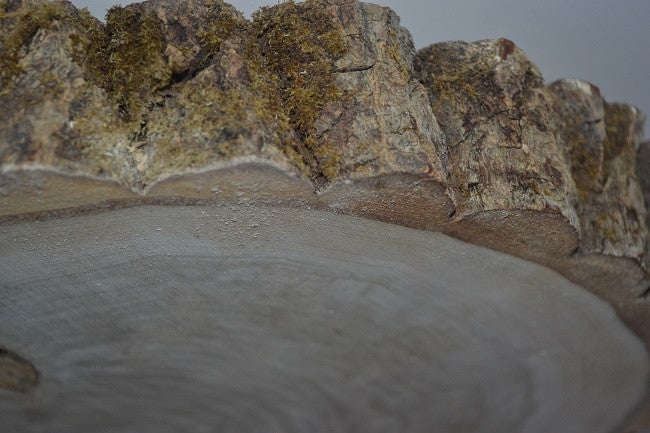 Balm of Gilead Wood Slice with Bark 18 1/2" to 21" x 1.5-2" Thick