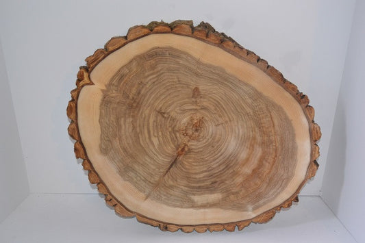 Balm of Gilead Wood Slices - Ten  7 1/2" to 9" diameter x 1" thick Wholesale