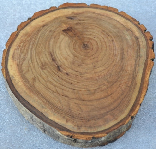 Balm of Gilead Wood Slice - Ten 5" to 7" diameter x 1" thick Wholesale