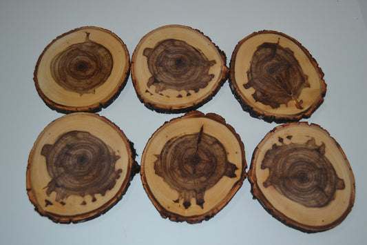 Balm of Gilead Log Slices 3" to 4 1/2" Set of Six