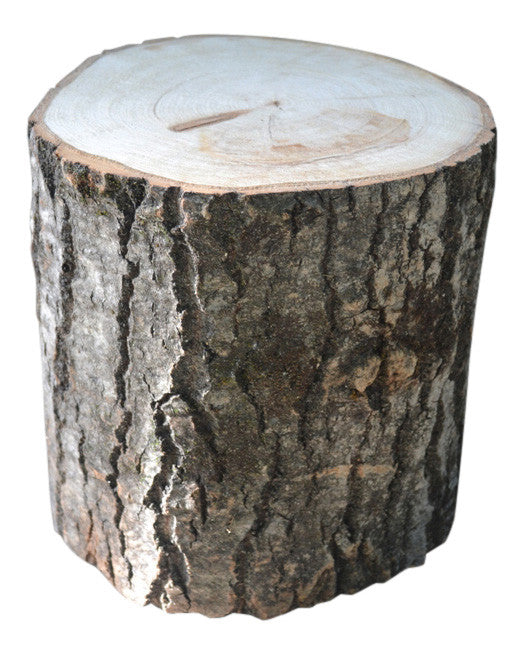 Aspen Tree Stump Large 10" to 12" Diameter x 4" to 24" Tall