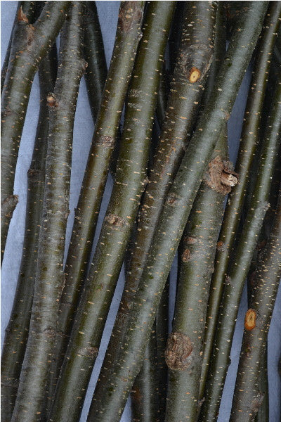 Alder Sticks/Twigs Furniture Crafts 3/4" to 1 " x 36" bundle of 10