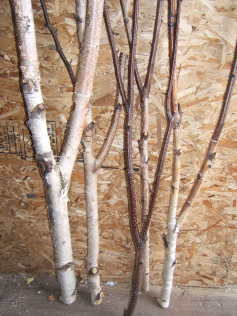 Natural Birch Tree Branches 3-4ft (25 Branches)