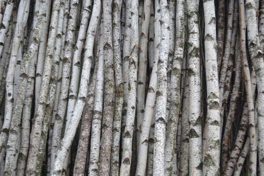 Birch Poles – Spirit of the Woods, Inc