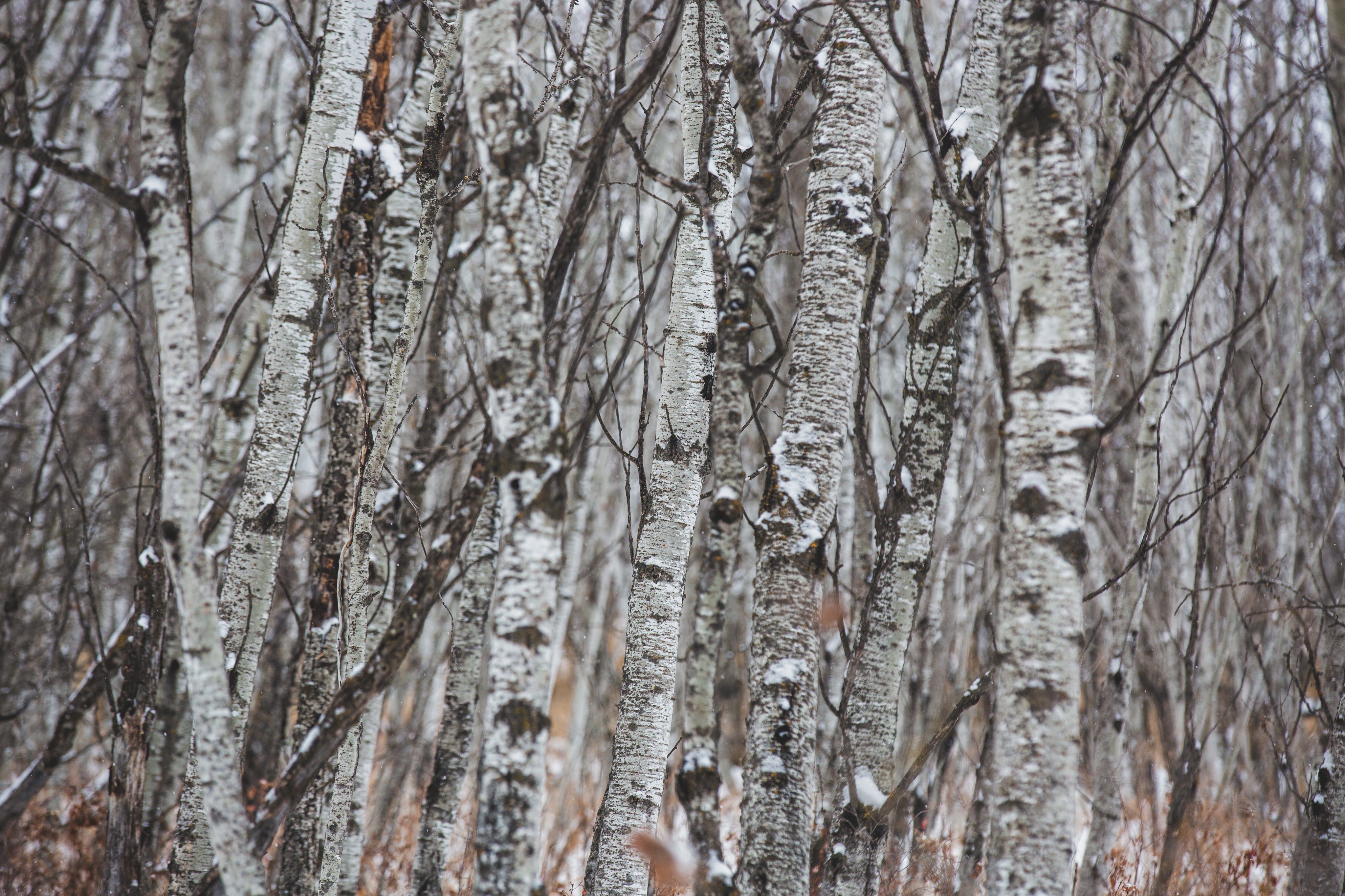 Exclusive birch branches, white birch, birch driftwood, birch twigs, natural decor, timber, beautiful birch branches, eco decor retailer rustic decor