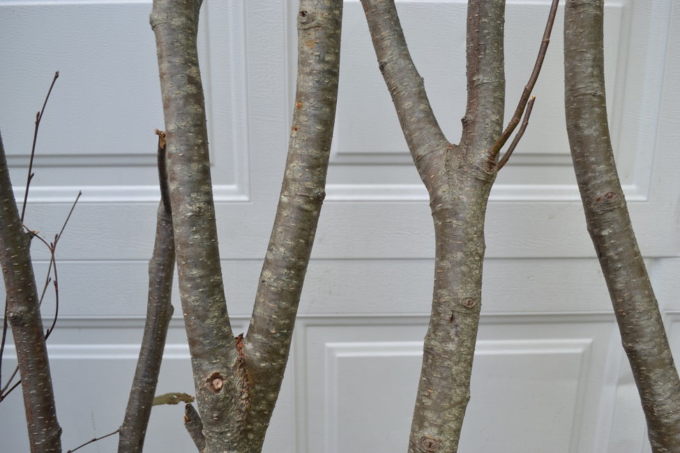 Alder Forked Limbs  5-   5' to 6' Tall