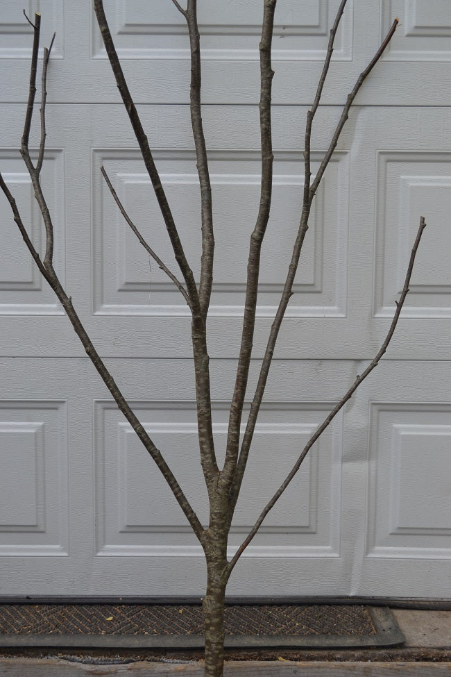 Alder Multi Forked Limbs   3' to 4' tall