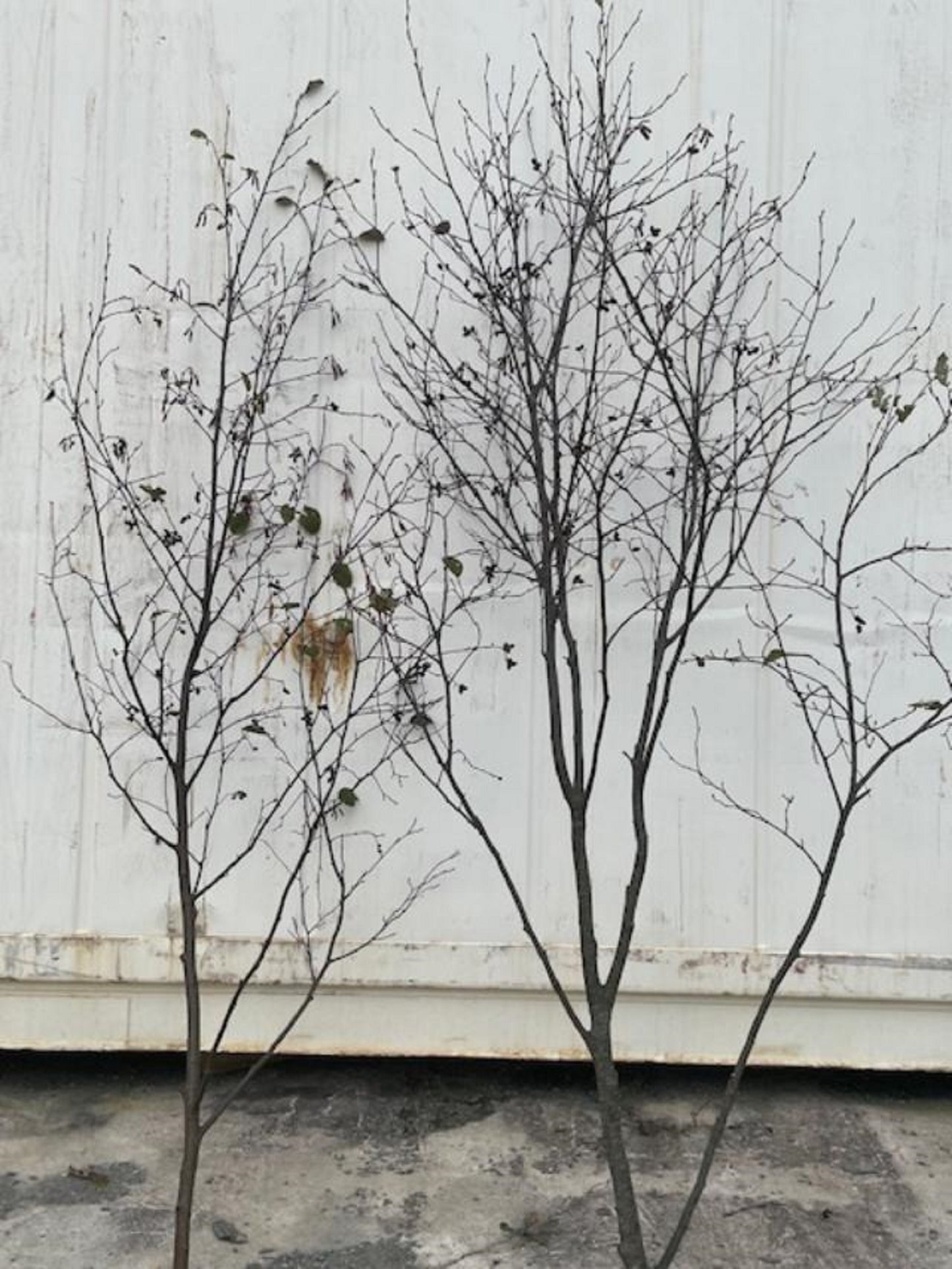 Alder Trees 6ft to 7 ft   Bundle of Two (Not to Plant)