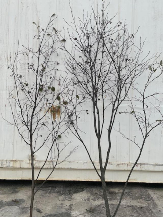 Alder  Trees 7 1/2 ft to 8 ft   Bundle of Two