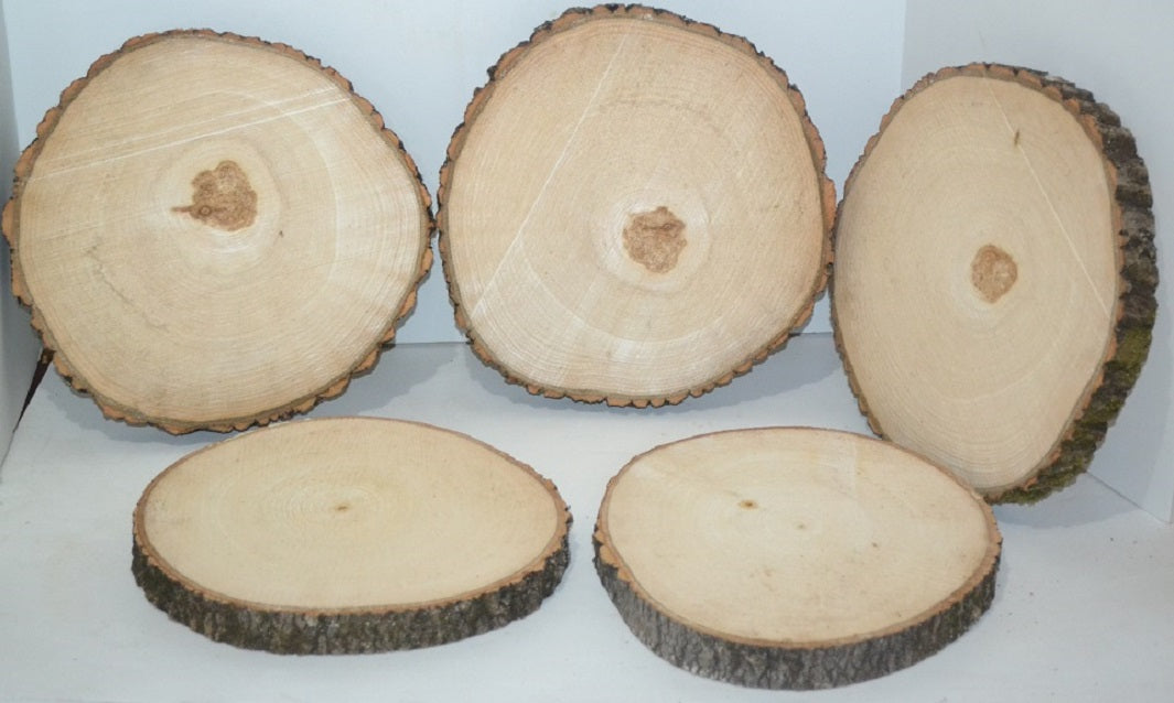 Aspen Wood Slice 7 1/2" to 9" diameter x 1" thick Package of 10 Wholesale