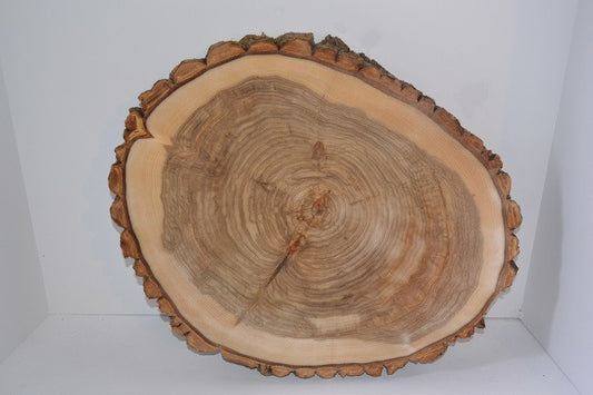 Balm of Gilead Wood Slice with Bark 18 1/2" to 21" x 1.5-2" Thick