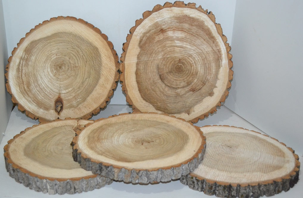 Balm of Gilead Wood Slices - Ten  7 1/2" to 9" diameter x 1" thick Wholesale