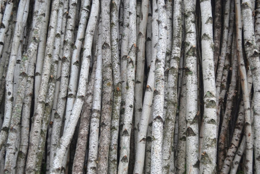 Birch logs/Poles   2" to 3" D x 7 ft.
