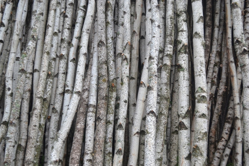 White Birch Poles Railing Set