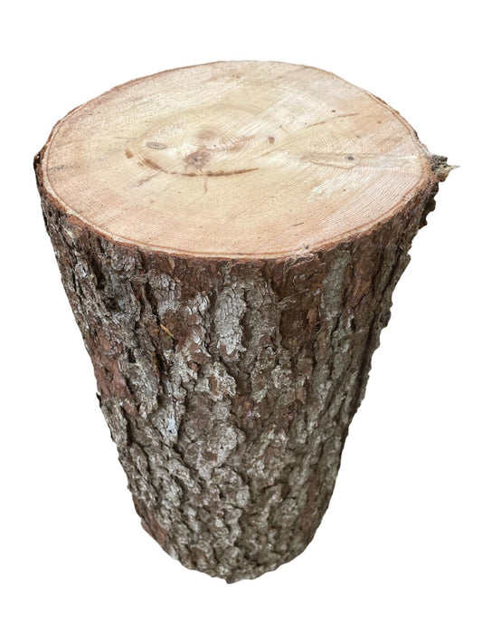 Spruce Tree Stump Xtra Large 12 1/2" to 16 1/2" Diameter x 4" to 24" Tall