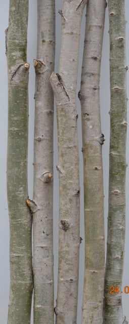 Aspen Poles-Branches 4- Poles