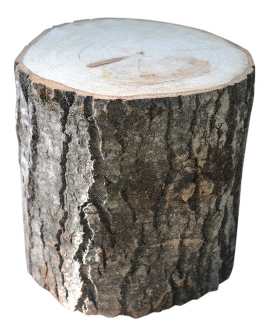 Aspen Tree Stump Large 10 1/2" to 12" Diameter x 4" to 24"Tall
