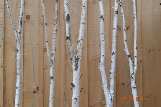 Birch Forked Poles               Two- 3ft to 4ft
