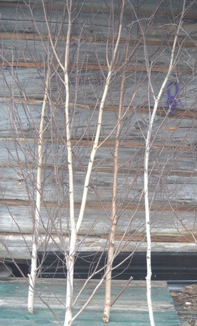 Birch Trees 10 ft to 12 ft   Bundle of Five